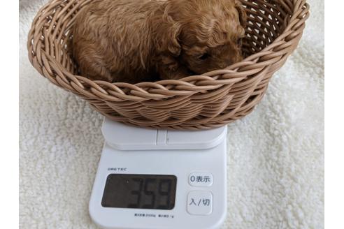 成約済の静岡県のトイプードル-112983の5枚目