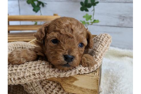 成約済の静岡県のトイプードル-112983の3枚目