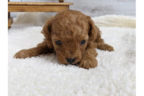 成約済の静岡県のトイプードル-112983の4枚目