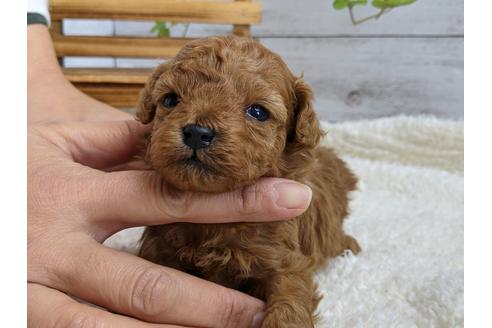 成約済の静岡県のトイプードル-112983