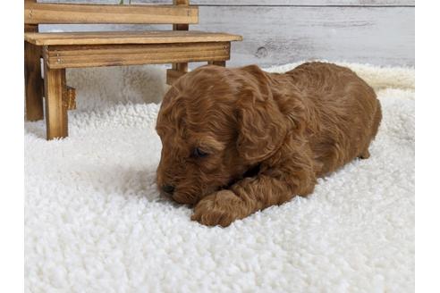 成約済の静岡県のトイプードル-112984の5枚目