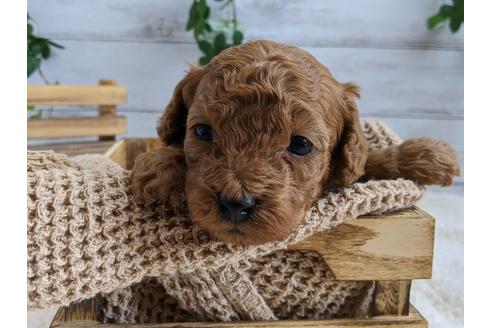 成約済の静岡県のトイプードル-112984の4枚目