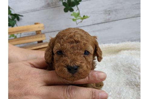 成約済の静岡県のトイプードル-112984