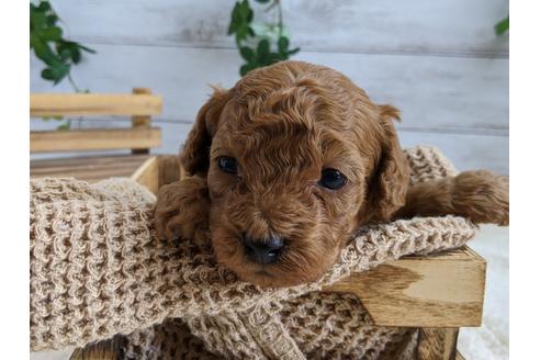 成約済の静岡県のトイプードル-112984の3枚目