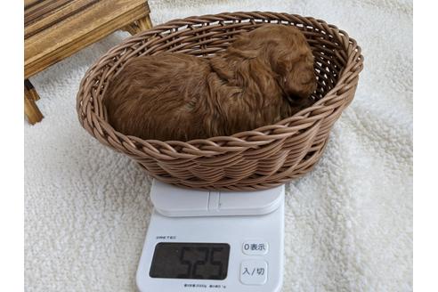 成約済の静岡県のトイプードル-112984の2枚目