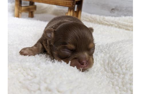 成約済の静岡県のチワワ(ロングコート)-112985の2枚目