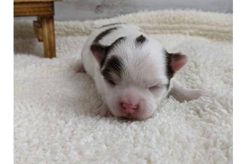 成約済の静岡県のチワワ(ロングコート)-112987の2枚目