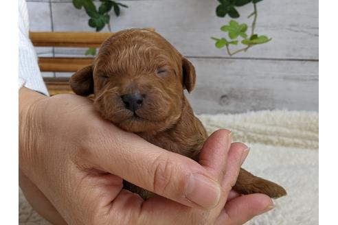 成約済の静岡県のトイプードル-112988の1枚目