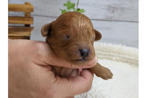 成約済の静岡県のトイプードル-112990の1枚目