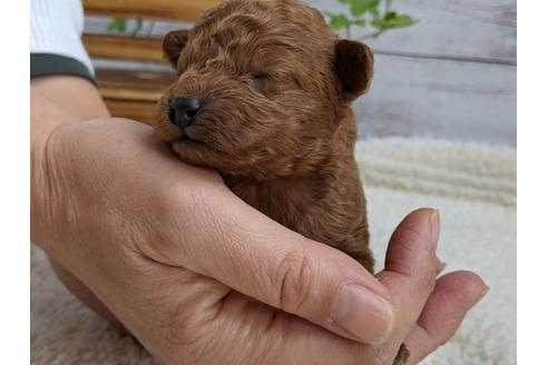 成約済の静岡県のトイプードル-112991の1枚目