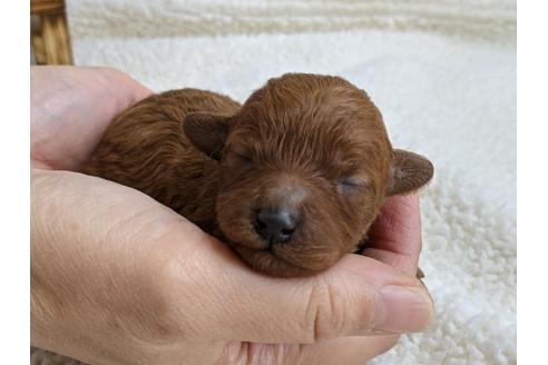 成約済の静岡県のタイニープードル-112992の1枚目