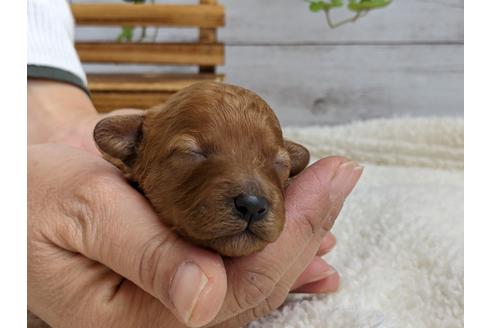 成約済の静岡県のトイプードル-112993の1枚目