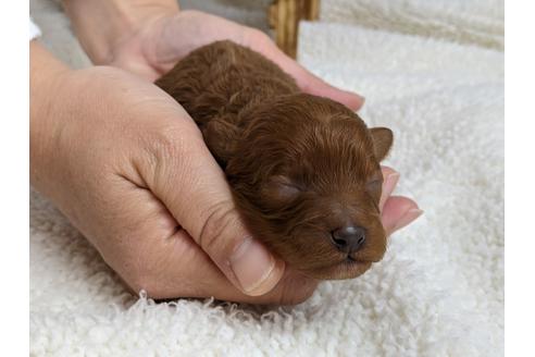 成約済の静岡県のタイニープードル-112994の1枚目