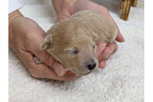 成約済の静岡県のトイプードル-112995