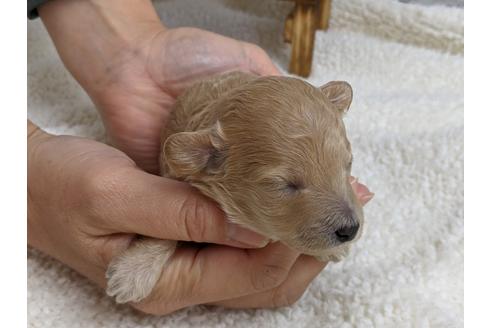 成約済の静岡県のトイプードル-112996