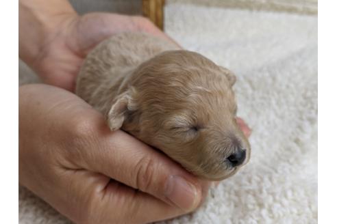 成約済の静岡県のトイプードル-112997