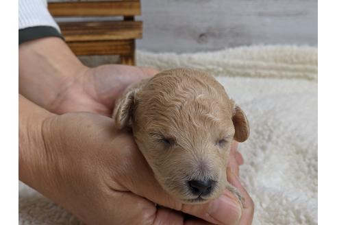 成約済の静岡県のトイプードル-112998