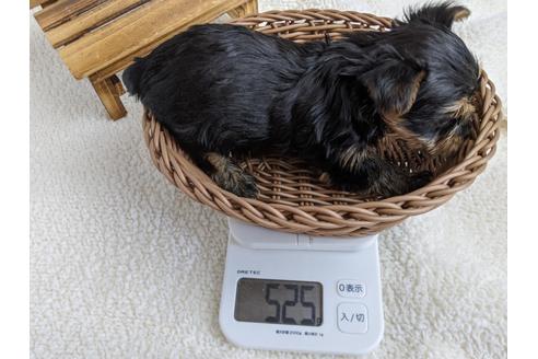 成約済の静岡県のヨークシャーテリア-110632の2枚目
