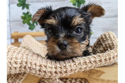 成約済の静岡県のヨークシャーテリア-110632の1枚目