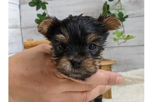 成約済の静岡県のヨークシャーテリア-110631の2枚目