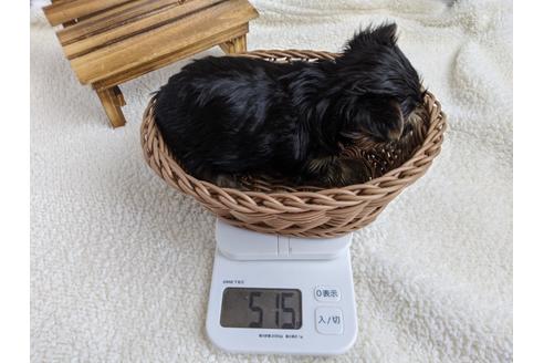 成約済の静岡県のヨークシャーテリア-110631の3枚目