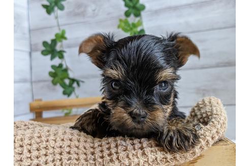 成約済の静岡県のヨークシャーテリア-110630の3枚目