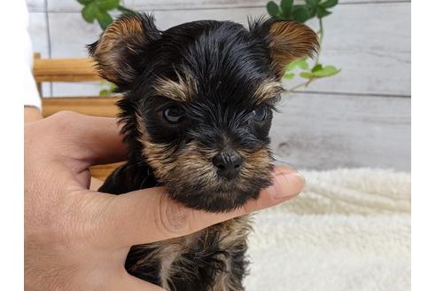 成約済の静岡県のヨークシャーテリア-110630の1枚目