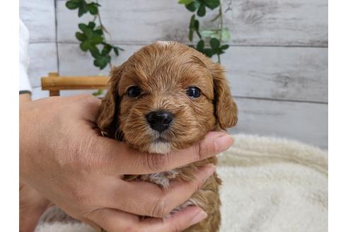 成約済の静岡県のチワプー:チワワ×トイプードル-110637の5枚目