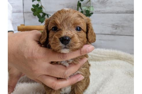 成約済の静岡県のチワプー:チワワ×トイプードル-110637