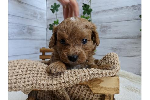 成約済の静岡県のチワプー:チワワ×トイプードル-110637の3枚目