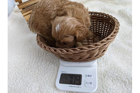 成約済の静岡県のチワプー:チワワ×トイプードル-110637の4枚目