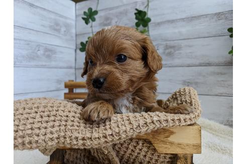 成約済の静岡県のチワプー:チワワ×トイプードル-110637の2枚目