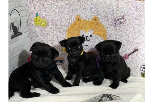 成約済の岐阜県のミックス犬-110736の4枚目