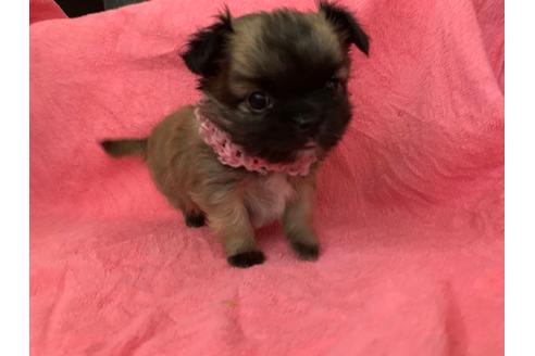 成約済の岐阜県のミックス犬-110736の2枚目