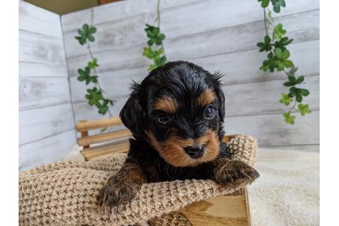 成約済の静岡県のチワプー:チワワ×トイプードル-110635の3枚目