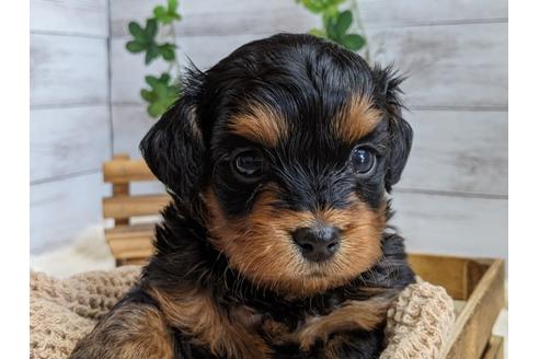 成約済の静岡県のチワプー:チワワ×トイプードル-110635の2枚目