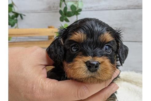 成約済の静岡県のチワプー:チワワ×トイプードル-110635の1枚目