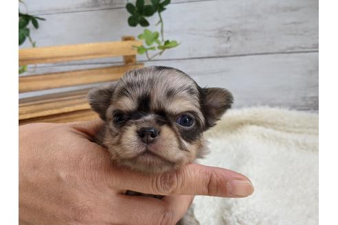 成約済の静岡県のチワワ(ロングコート)-111929の1枚目