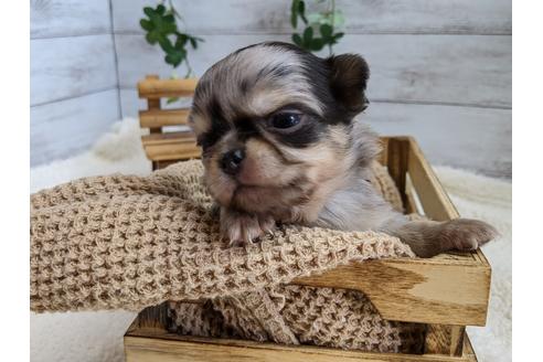 成約済の静岡県のチワワ(ロングコート)-111929の2枚目