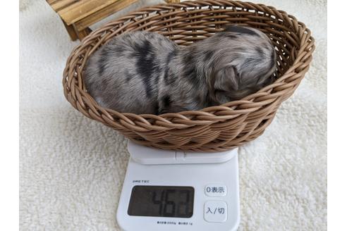成約済の静岡県のチワワ(ロングコート)-111929の3枚目