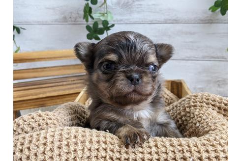 成約済の静岡県のチワワ(ロングコート)-111930の1枚目