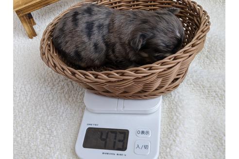 成約済の静岡県のチワワ(ロングコート)-111930の3枚目