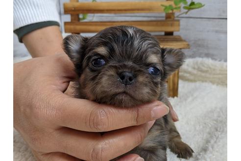 成約済の静岡県のチワワ(ロングコート)-111930の2枚目