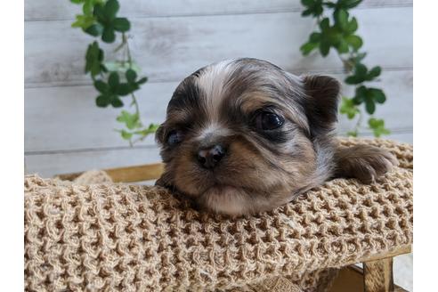 成約済の静岡県のチワワ(ロングコート)-111931の2枚目