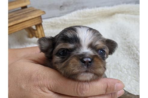 成約済の静岡県のチワワ(ロングコート)-111931の1枚目