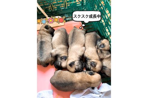 成約済の千葉県のパグ-113000の2枚目