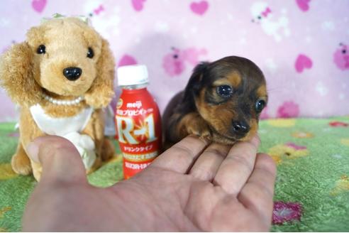 成約済の兵庫県のカニンヘンダックスフンド(ロングヘアード)-113008の2枚目