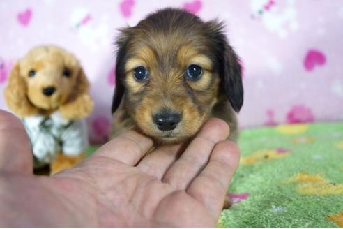 成約済の兵庫県のカニンヘンダックスフンド(ロングヘアード)-113009の1枚目