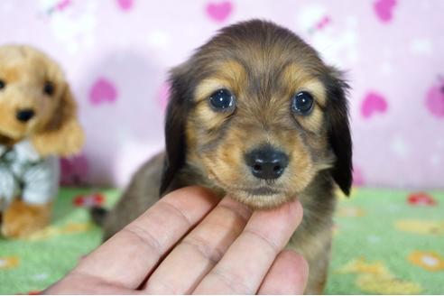 成約済の兵庫県のカニンヘンダックスフンド(ロングヘアード)-113009の3枚目