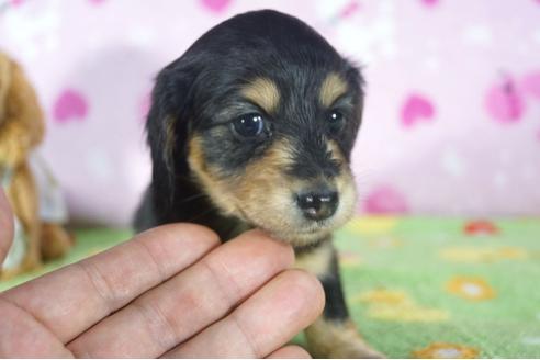 成約済の兵庫県のミニチュアダックスフンド(ロングヘアード)-113012の3枚目
